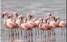 Flamingos wading in the shallows at Lake Nakuru
