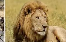 Male lion resting in the Masai Mara savanna