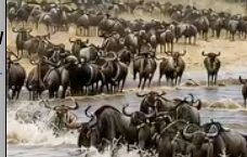 Wildebeest crossing the Mara River during the Great Migration