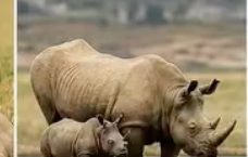 White rhino and calf at Lake Nakuru National Park